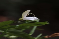 Diotacanthus albiflorus